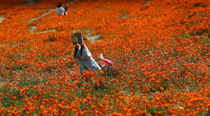 Historic superbloom brings vibrant colors to California's desert - ABC News