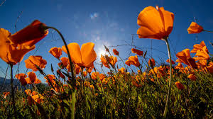 Super bloom' swarms force California city to say no more