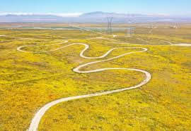 Historic superbloom brings vibrant colors to California's desert - ABC News