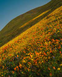 California Super Bloom Has Wildflowers Galore After Heavy Rains - The New  York Times