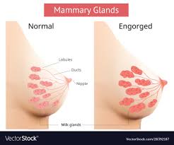 Mammary gland non-lactating and engorged breast Vector Image