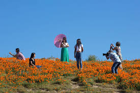 California's rare flowering "superbloom" at risk of being trampled to  oblivion by unruly tourists | Salon.com