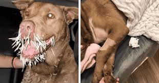 He put a smile on everyone's faces': 9-year-old pooch dies after fighting  with a porcupine, leaving owner devastated | MEAWW