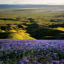 What is a superbloom—and how can you see one responsibly?