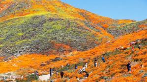 Want to see Southern California's super bloom? Visitors face arrest