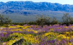 SUPER-BLOOM 2023? | Coachella Valley Weekly