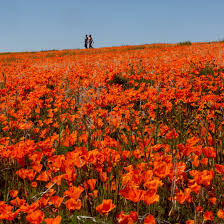 California's Wet Winter Could Lead to First Superbloom in Years - WSJ