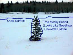Tree-Well Epidemic 2017-18 - Calgary Section of the ACC