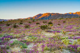 Best Places to See the California Superbloom - Best Alternatives to Walker  Canyon Super Bloom 2023