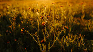 10 Places to See Wildflowers in the West - The New York Times