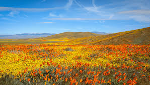 As California's Explosive Superbloom Looms, Officials Beg “Don't Doom The  Bloom” | IFLScience