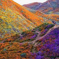 In Photos: California's Wildflower Super Bloom Can be Seen From Space