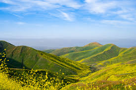 Poppy Fields and the Super Bloom California has been waiting for.