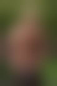 Pics of hairy muscular men naked Sexy Excellent pictures website.