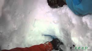 Tree wells - The Whiteroom