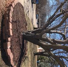 Tree Well Maintenance | Edmond, OK - Official Website