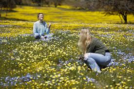 Rainy weather leads to California wildflower superbloom | Modesto Bee