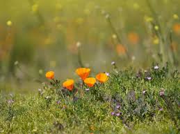 How Big Will California's 2023 'Super Bloom' Be? What To Know | Across  California, CA Patch