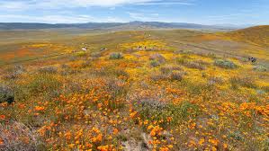 12 Best Places to See Southern California Wildflowers: Super Bloom 2023