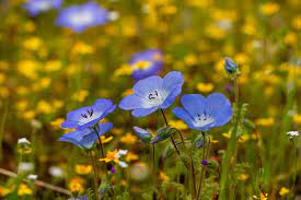 How to Create a Super Bloom in Your Own Garden with Native Wildflowers