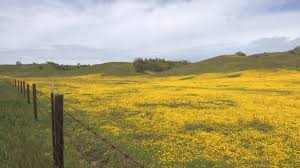 Superbloom painting rural eastern San Luis Obispo County landscape with  stunning array of colors | News Channel 3-12