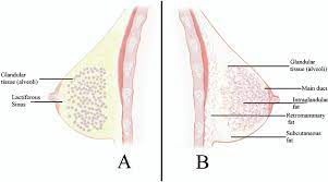 Inside the Lactating Breast: The Latest Anatomy Research - Geddes - 2007 -  Journal of Midwifery & Women's Health - Wiley Online Library