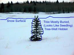 Tree-Well Epidemic 2017-18 - Calgary Section of the ACC