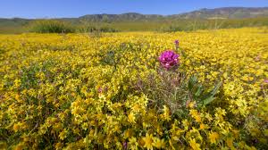 California Superbloom 2023 | Backcountry Gallery Photography Forums