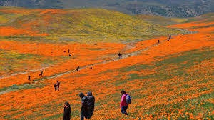 These are the closest locations to Las Vegas to see California's superbloom