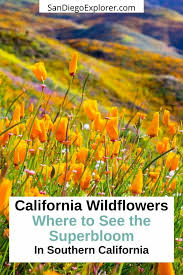 California Wildflowers 2023 - Where to See the Southern California  Superbloom