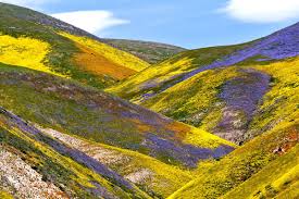 Opinion: Enjoy but don't destroy — how to see California's 'superbloom' -  Los Angeles Times