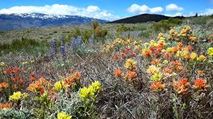 Nevada wildflower season: Superbloom conditions in 2023 forecast
