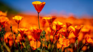 Wet winter gives way to colorful 'Superbloom' in U.S. West | CTV News