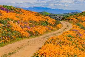 Southern California Superbloom 2023, help keep it super - Roseville Today