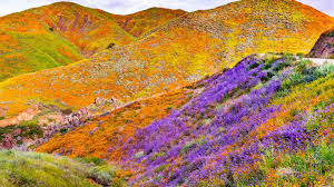 A Massive California Superbloom is Underway - TOMORROW'S WORLD TODAY®