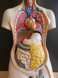 File:Organe-brust-bauch-br03.jpg - Wikimedia Commons