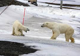 Hopen to get lucky: Polar bear couple 'delight' voyeuristic meteorological  station staff as well as each other