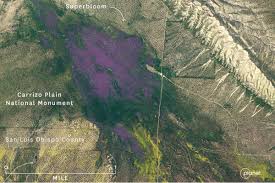 Satellite images show California's huge super blooms