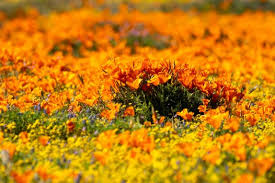Video: See rare California poppy super bloom