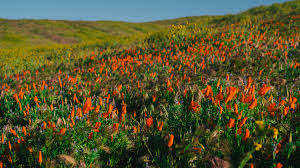 California Super Bloom Has Wildflowers Galore After Heavy Rains - The New  York Times