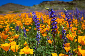 The best places to see the superbloom in California