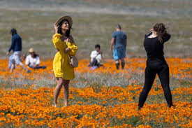 All This Rain Means a Superbloom Is Likely, but So Are the Hordes