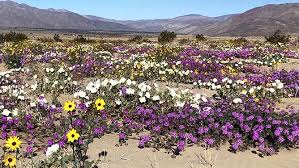 Superbloom 2023: Will California see one after continuous atmospheric river  storms?