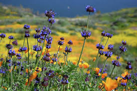 What to know about wildflower super blooms in California this year
