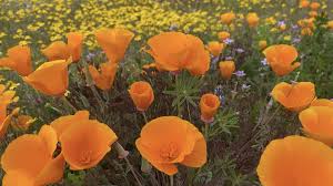 Superbloom along Hwy 58 attracts hundreds of visitors to see the spectacle