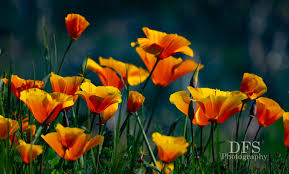 Bay Area super bloom: Best places to see it in the South Bay