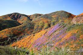 Parts Of California Could See Mesmerizing Superbloom In 2023