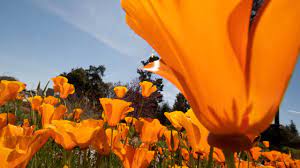 Superbloom or Superbust? | UC Davis