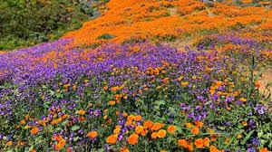 Best Places to See the Super Bloom & Best Time to Go!
