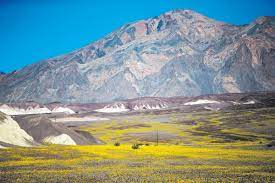 Death Valley superbloom not expected in 2023, park officials say | Las  Vegas Review-Journal